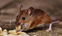 24 Hour & Emergency Exterminators in Starbuck, WA